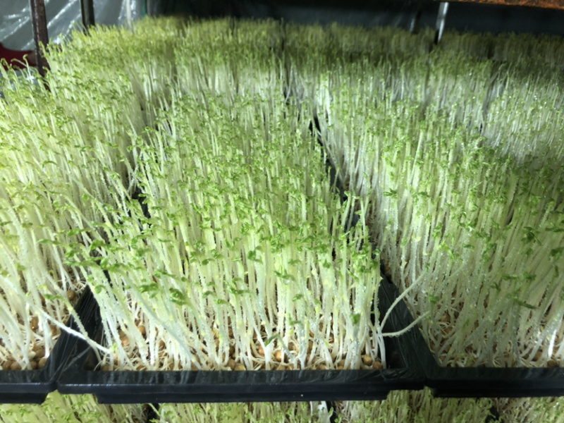 豌豆苗豌豆尖新鲜芽苗菜