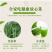 芽苗菜种植盘