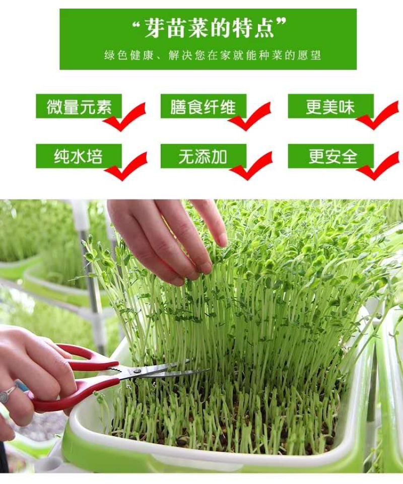 芽苗菜种植盘
