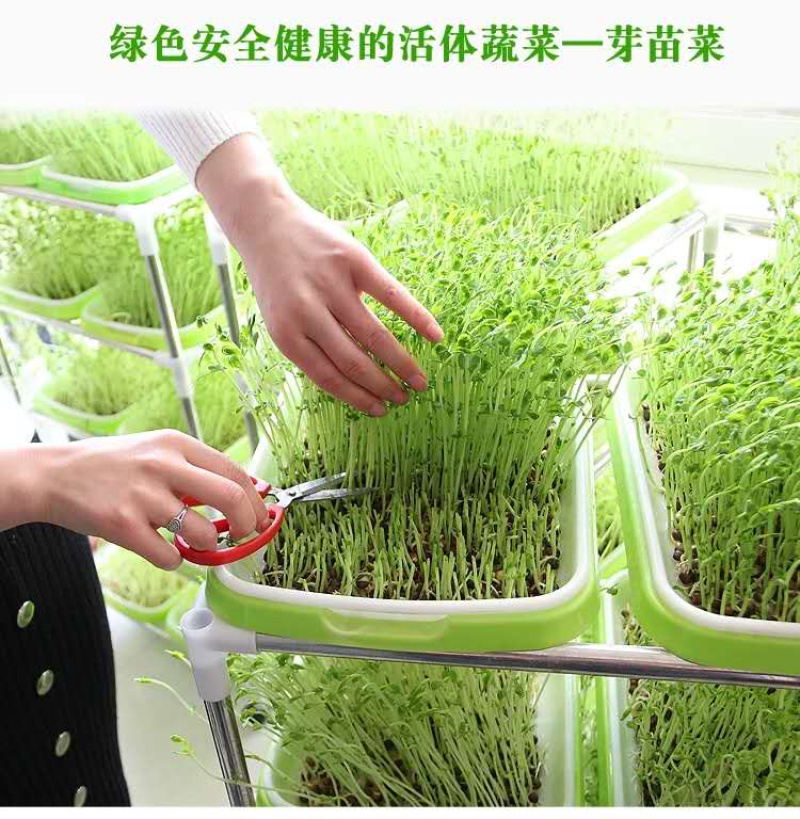 芽苗菜种植盘