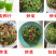 芽苗菜种植盘