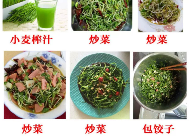 芽苗菜种植盘