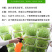 芽苗菜种植盘