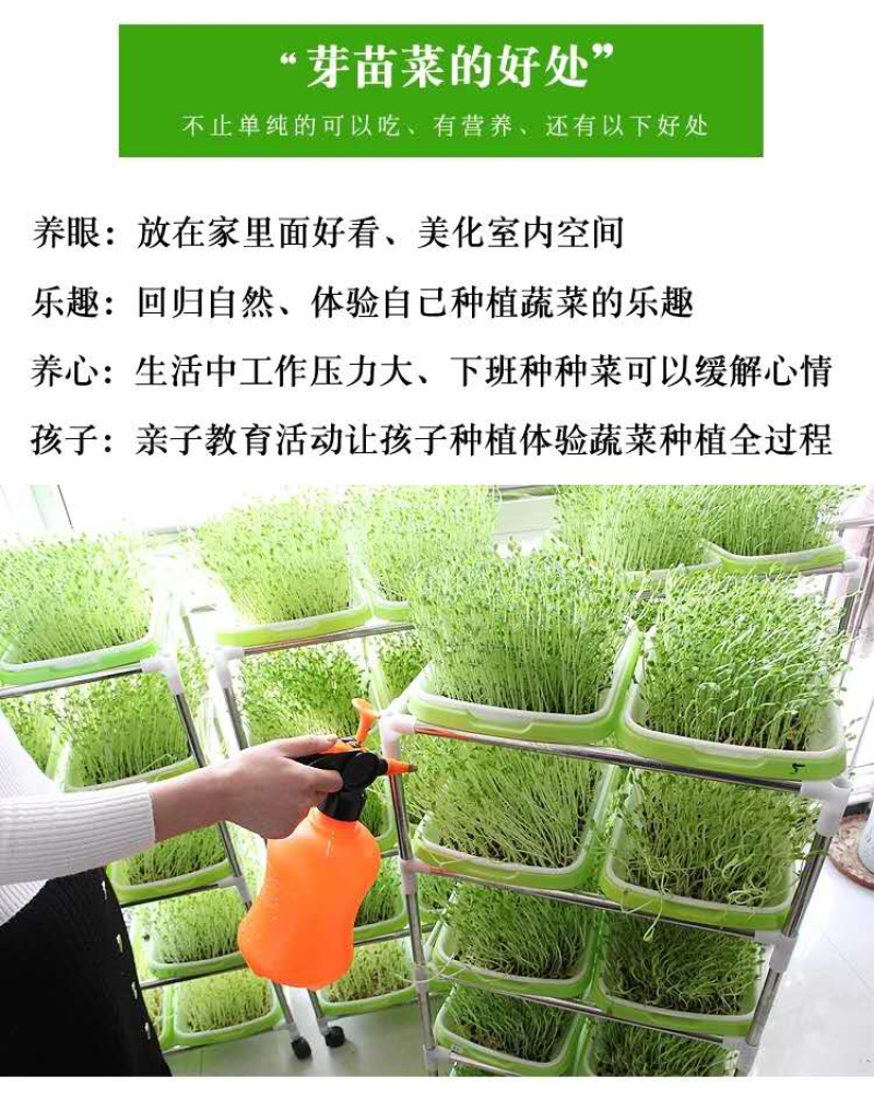 芽苗菜种植盘