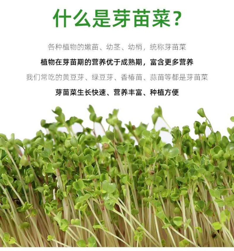 芽苗菜种植盘