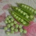 豌豆荚鲜货，电商货、市场货，支持各种包装，可视频看货