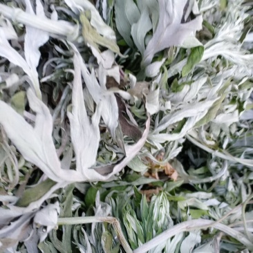 野生艾叶，沂蒙山山区里的优质野生艾叶，产地直发