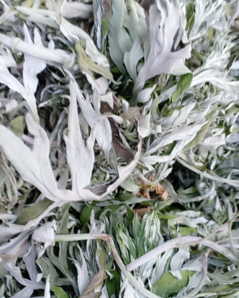 野生艾叶，沂蒙山山区里的优质野生艾叶，产地直发