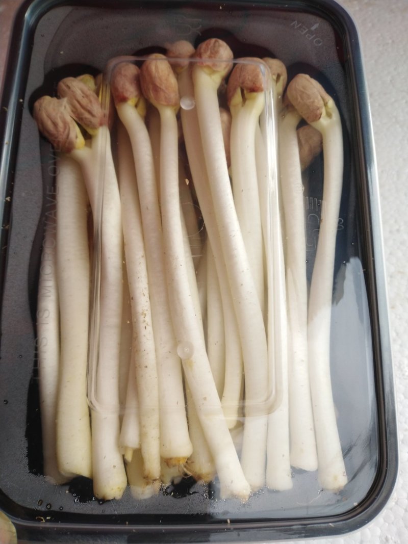 花生芽，山东特菜野菜批发