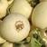 安徽省砀山县万亩精品白瓜大量上市，欢迎前来釆购价格美丽。