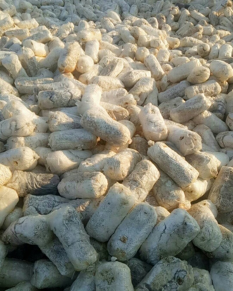 蘑菇菌棒有售