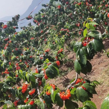 黑珍珠黑樱桃可视频看货原产地直供支持线上保障交易