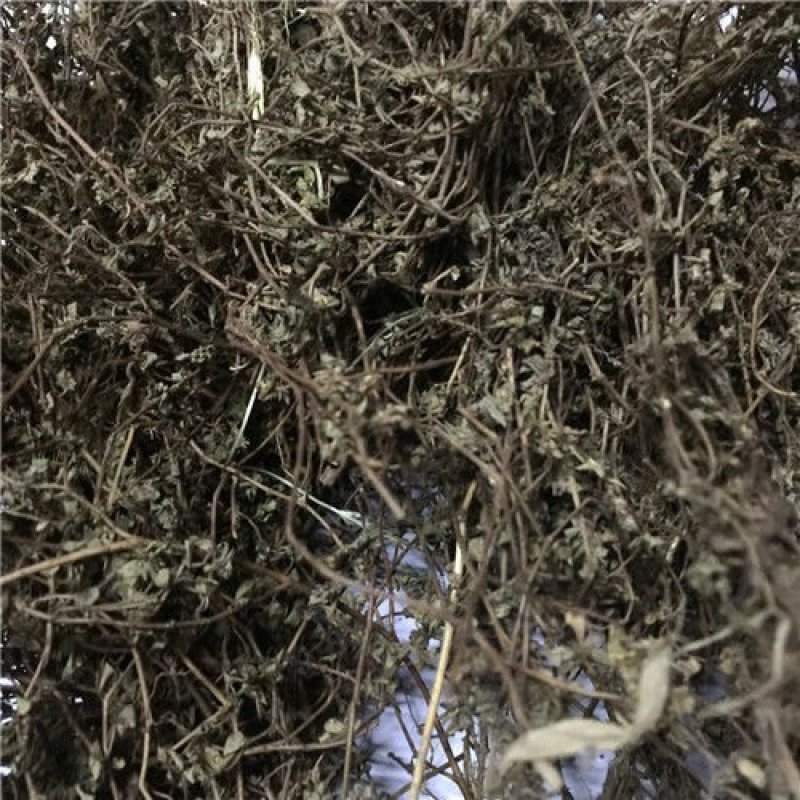飞扬草，小飞扬草产地直供，道地药材，药典标准支持线上交易