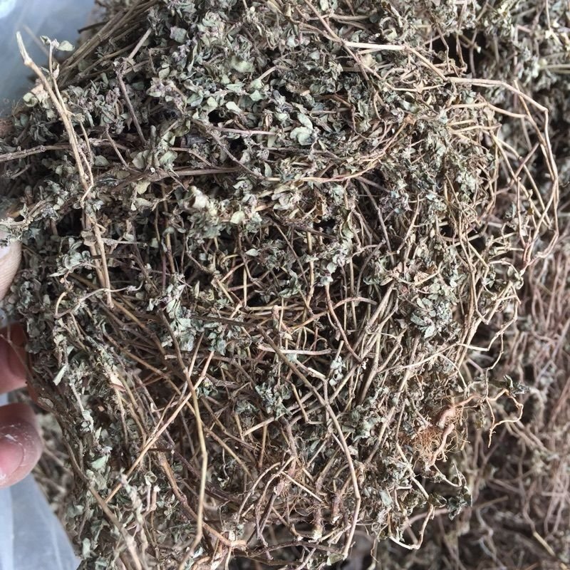 飞扬草，小飞扬草产地直供，道地药材，药典标准支持线上交易
