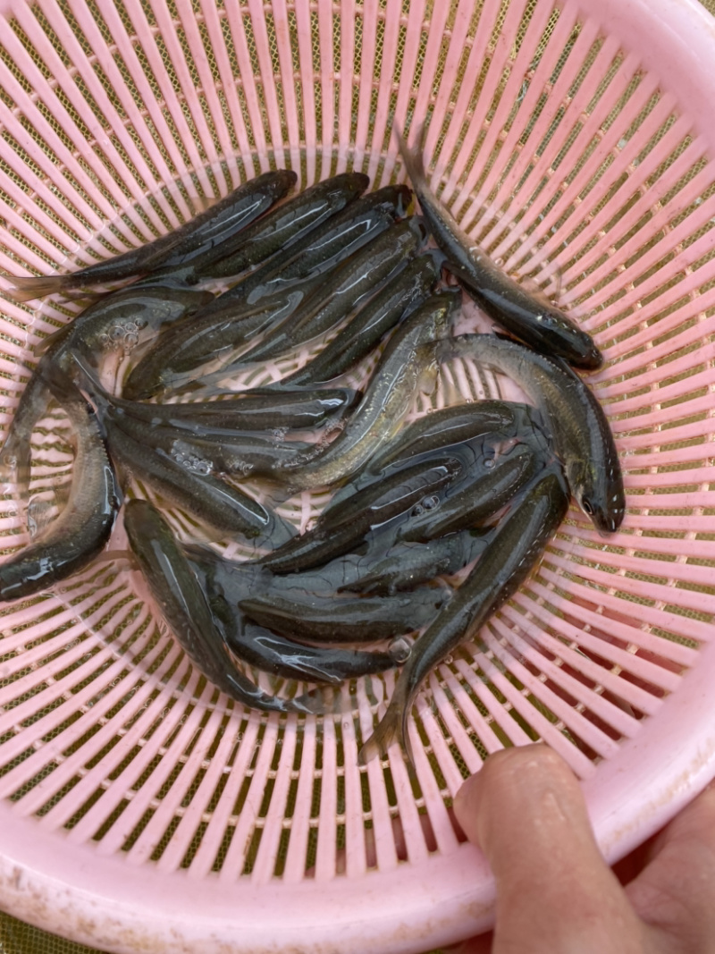 青草鱼苗黑草鱼苗黑皖鱼苗已训食料欢迎订购