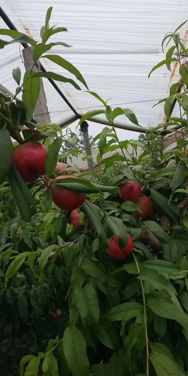 陕西油桃，中油20油桃，产地批发价格，现货直供！