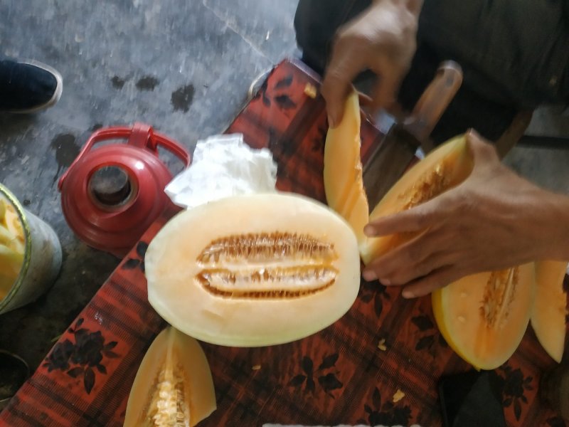翠梨西周蜜系倒甜瓜