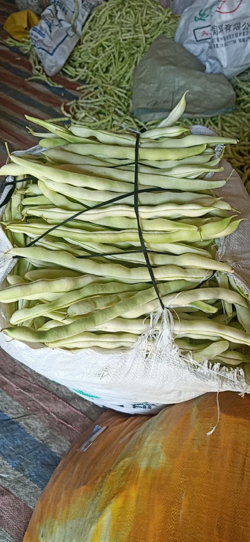 山东临沂芸豆产地市场批发九粒白质量有保障