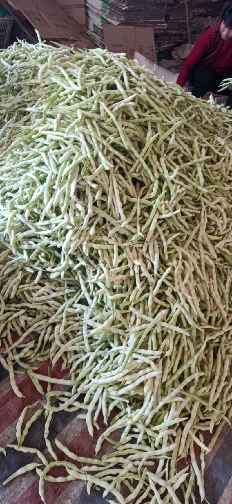 山东临沂芸豆产地市场批发九粒白质量有保障