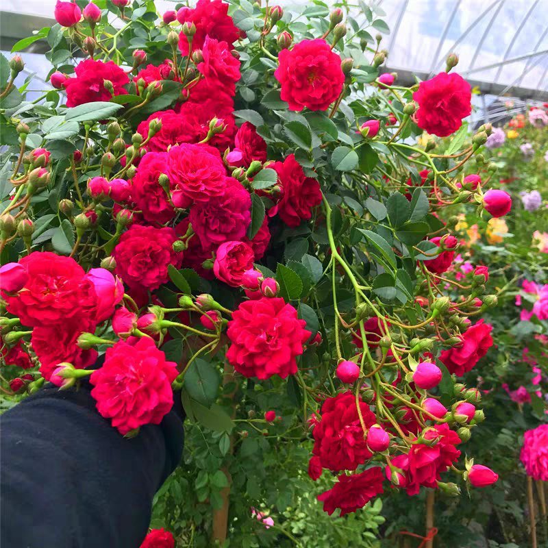 木香月季花苗四季红色盆栽带花爬藤植物浓香吸味绿植好养活