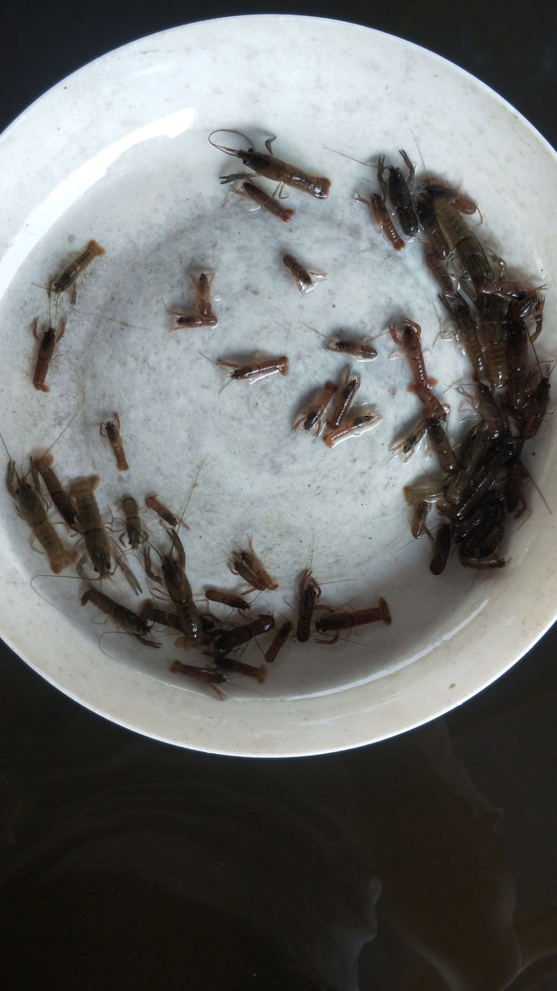澳洲龙虾苗规格齐全批发出售。。。。。。。。