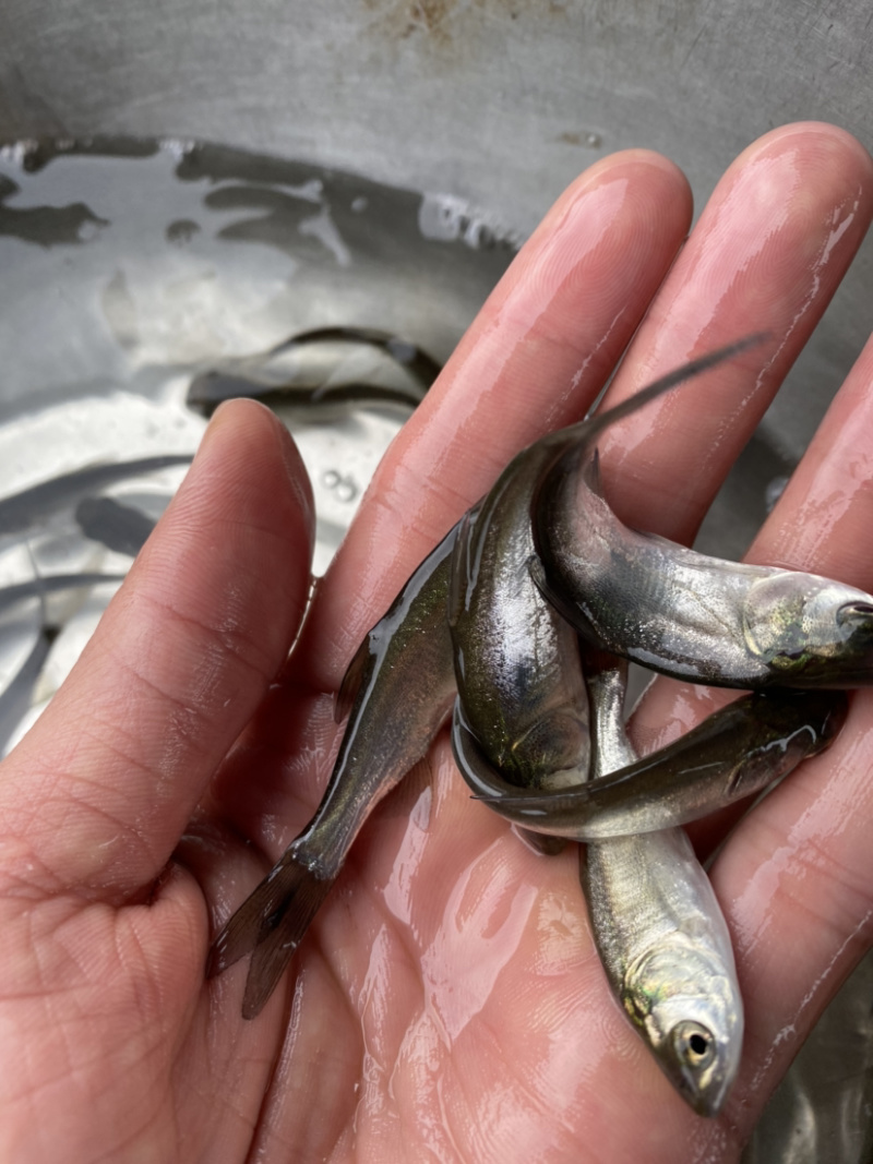 海鲈鱼七星海鲈鱼苗欢迎大量采购已训食料