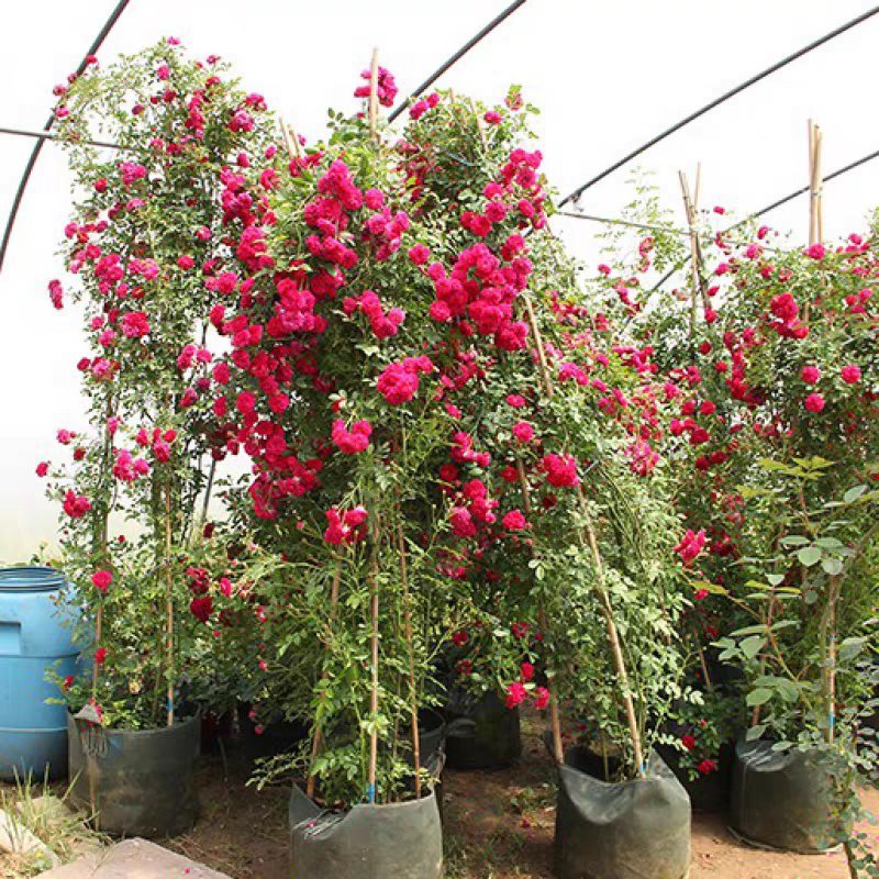 木香花苗红木香花苗红木香花苗爬藤植物阳台庭院耐寒