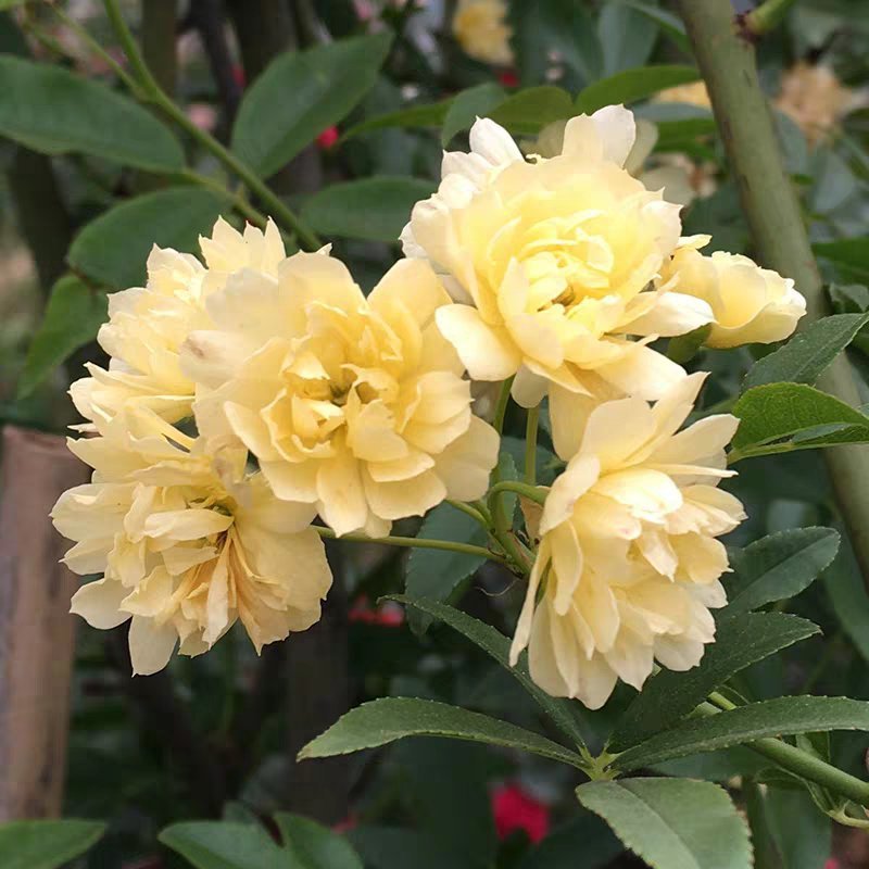 木香花黄木香花七里香盆栽爬藤植物浓香四季甜蜜红木香花
