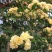 木香花黄木香花七里香盆栽爬藤植物浓香四季甜蜜红木香花