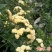 木香花黄木香花七里香盆栽爬藤植物浓香四季甜蜜红木香花