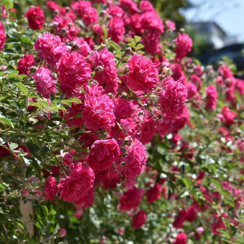 木香花黄木香花七里香盆栽爬藤植物浓香四季甜蜜红木香花