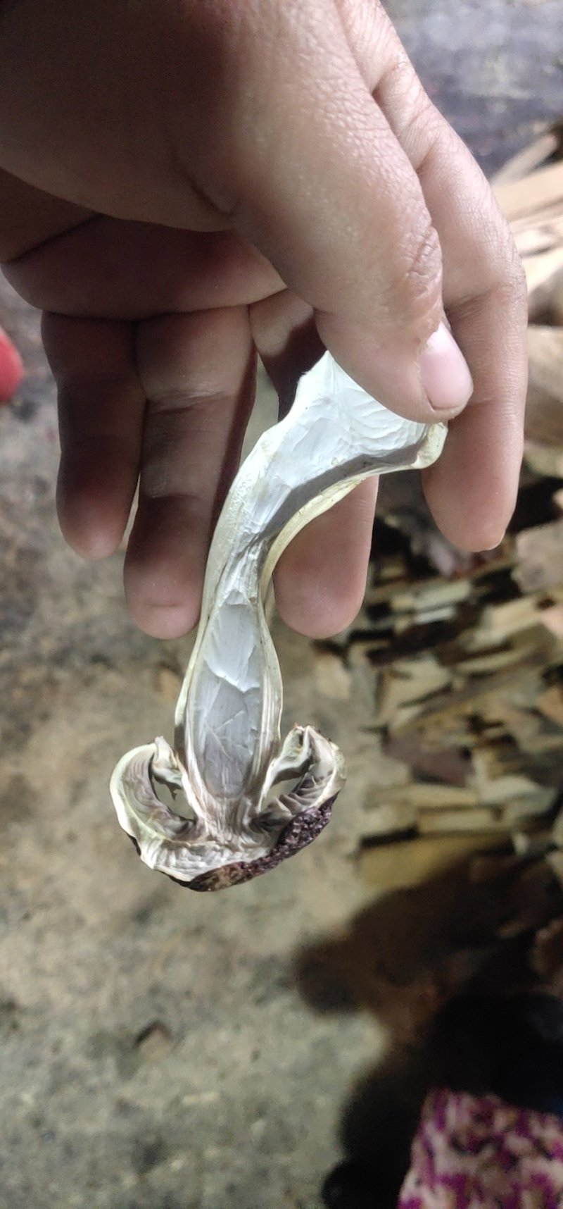 赤松茸干品，基地一手货源