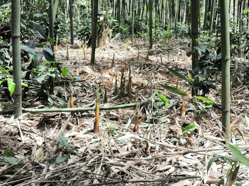 甜苦笋四川宜宾产地现挖现发货源充足产地直销量大优惠