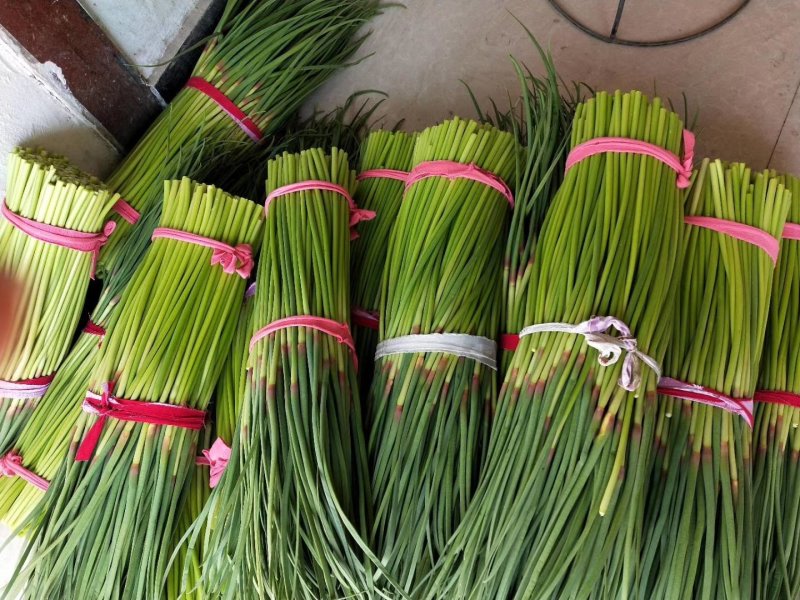 【推荐】河南红帽蒜苔精品干苔不泡水杂交蒜薹产地直供