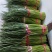【推荐】河南红帽蒜苔精品干苔不泡水杂交蒜薹产地直供