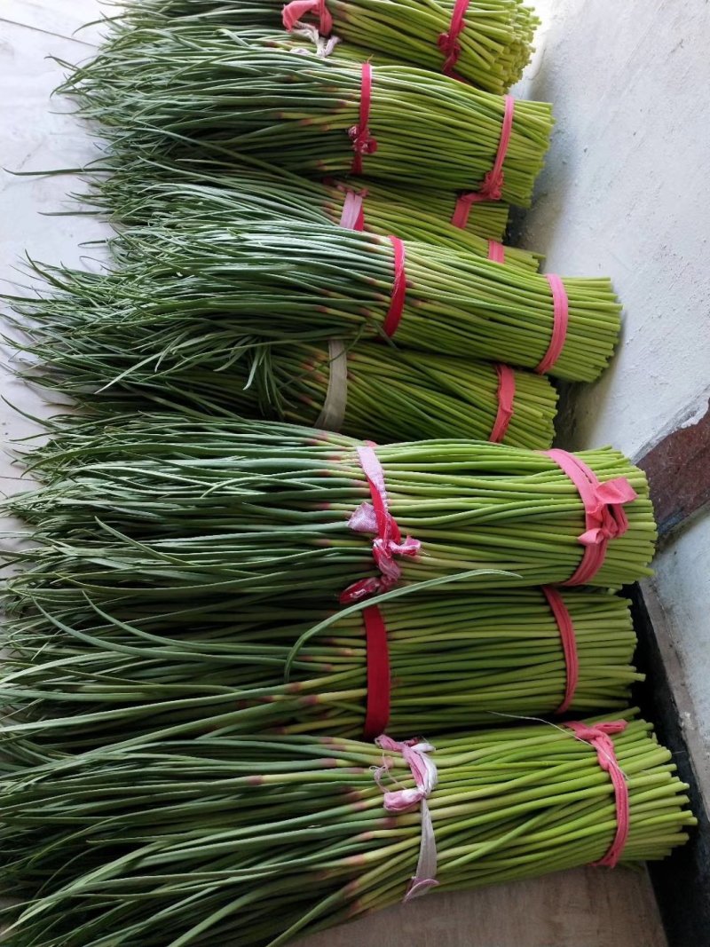 【推荐】河南红帽蒜苔精品干苔不泡水杂交蒜薹产地直供