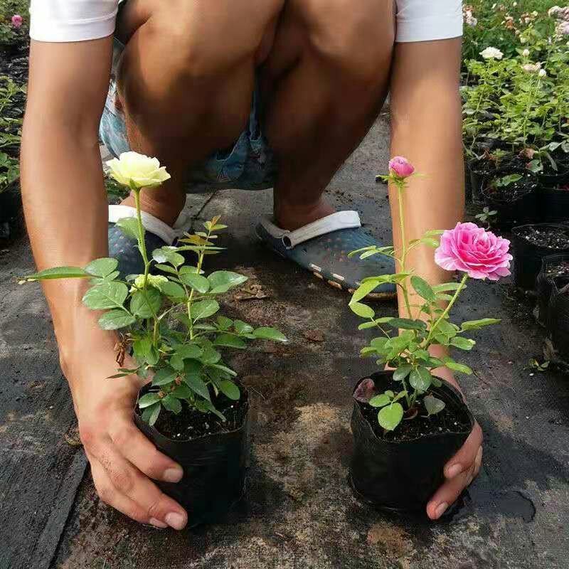 藤本月季苗爬藤植物庭院阳台大花浓香藤本月季苗盆栽花卉