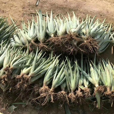 纳豆芦荟，常年提供美容院