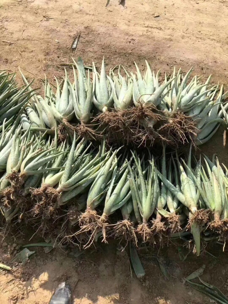 纳豆芦荟，常年提供美容院