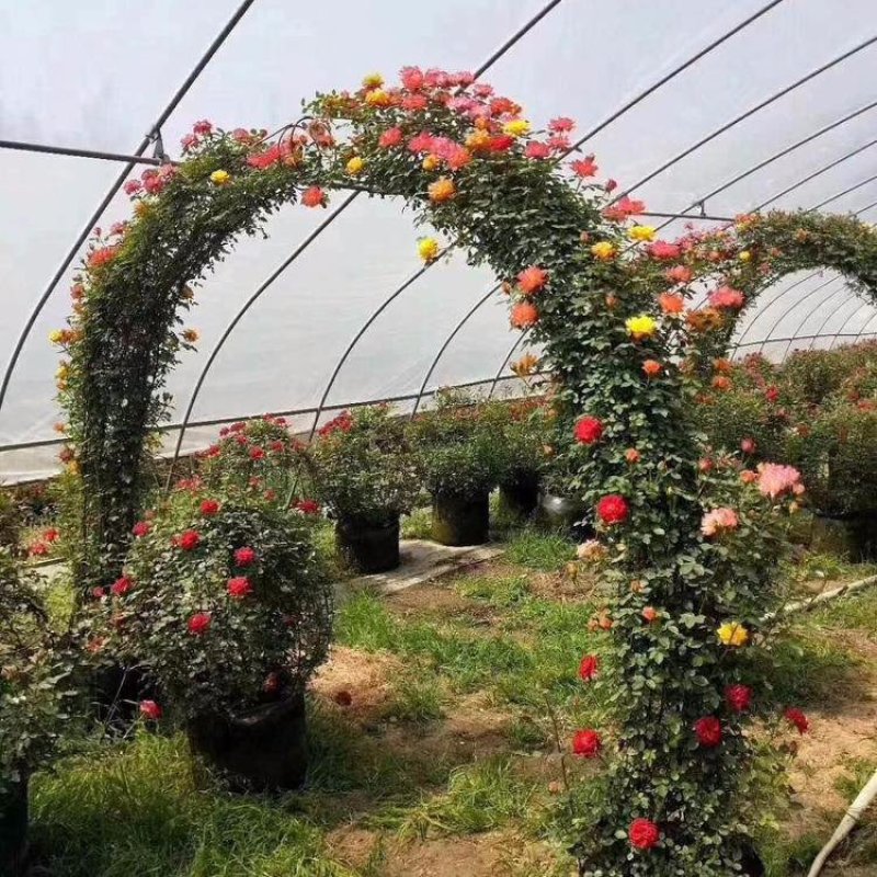 藤本月季藤本月季植物花季节开花盆栽耐寒耐热花