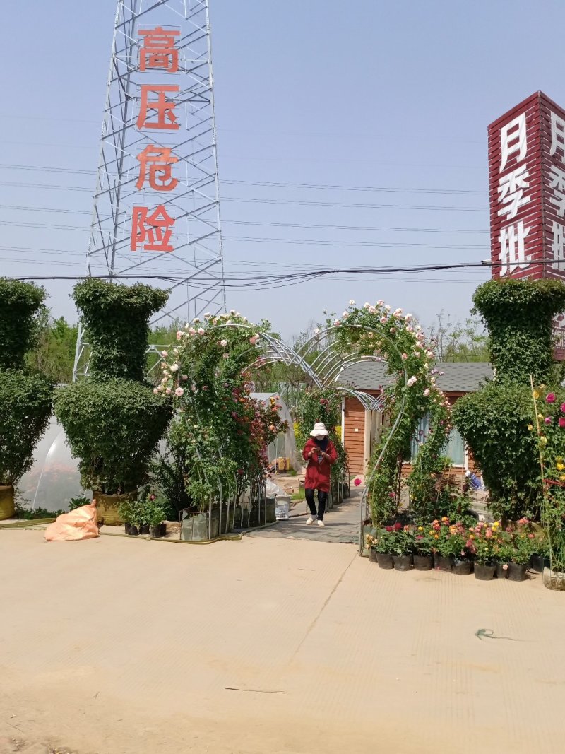 藤本月季藤本月季植物花季节开花盆栽耐寒耐热花