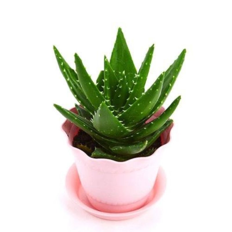 芦荟盆栽多肉植物室内花卉好养水培水养四季常青防辐射观叶小