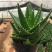 芦荟盆栽多肉植物室内花卉好养水培水养四季常青防辐射观叶小