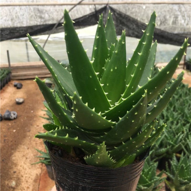 芦荟盆栽多肉植物室内花卉好养水培水养四季常青防辐射观叶小