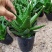 芦荟盆栽多肉植物室内花卉好养水培水养四季常青防辐射观叶小