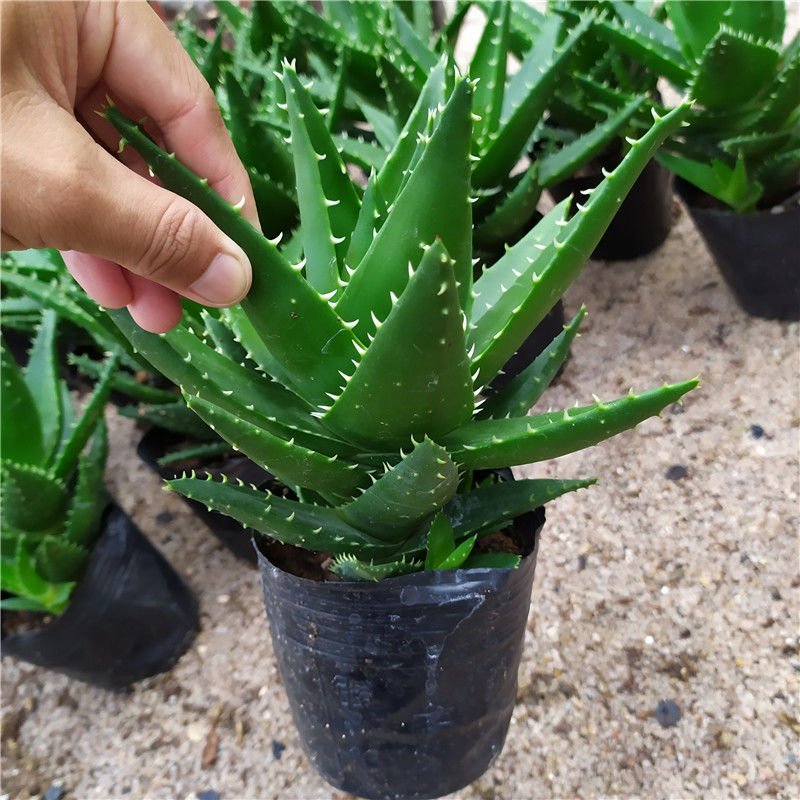 芦荟盆栽多肉植物室内花卉好养水培水养四季常青防辐射观叶小