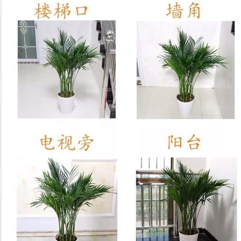 散尾葵凤尾竹盆栽室内客厅吸甲醛植物四季长青净化空气大型绿