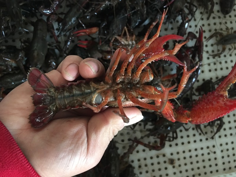998湖北监利小龙虾