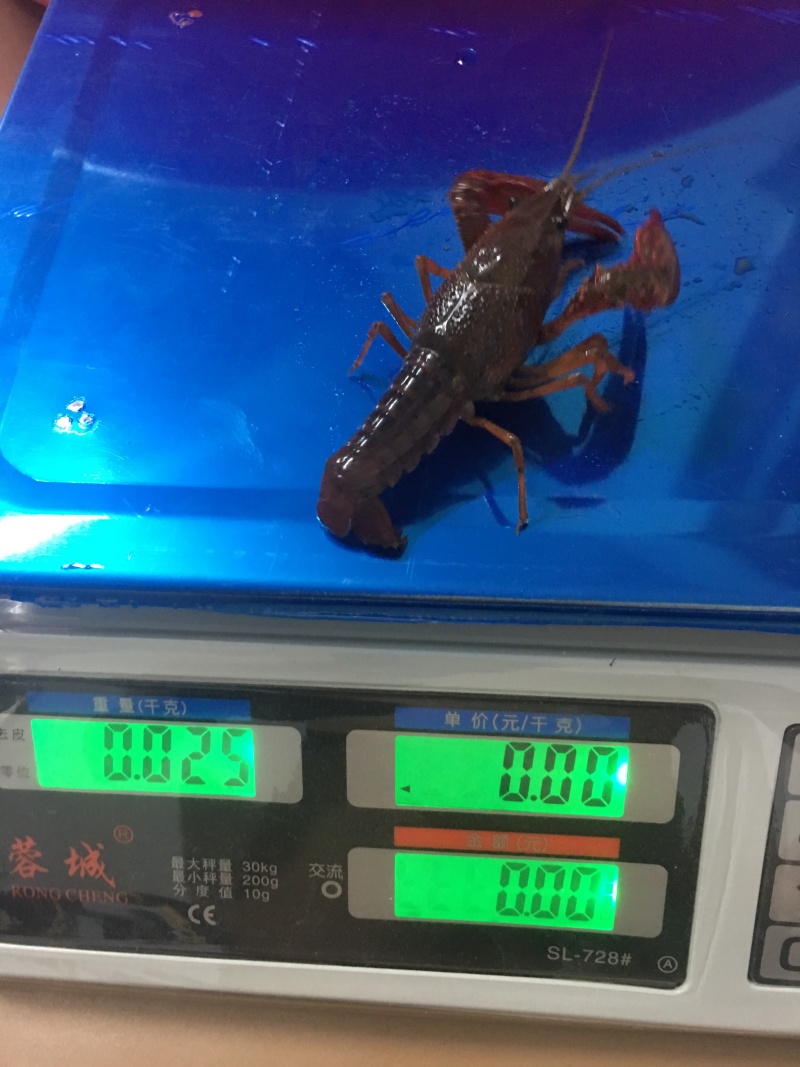 998湖北监利小龙虾