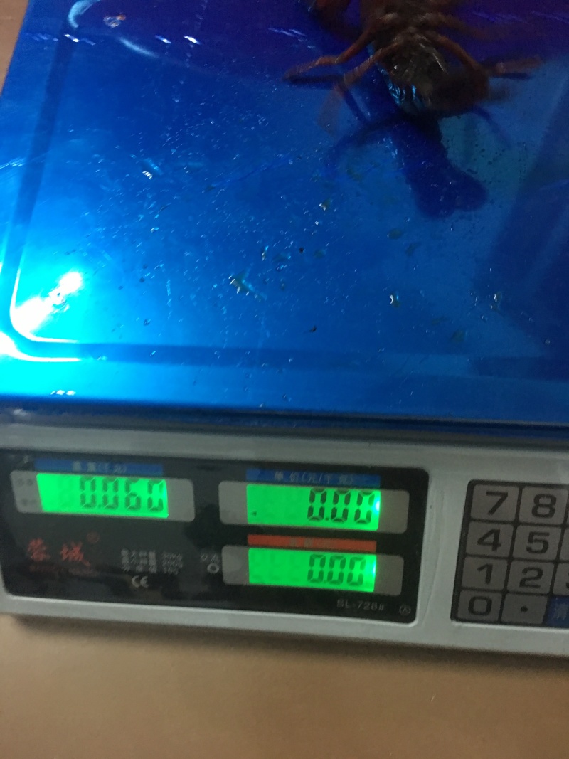 998湖北监利小龙虾